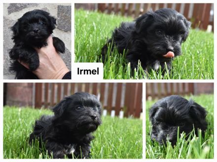 Bolonka Zwetna Welpen Hündin und Rüden – mit Ahnentafel