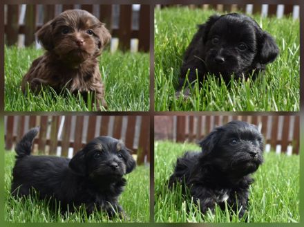 Bolonka Zwetna Welpen Hündin und Rüden – mit Ahnentafel