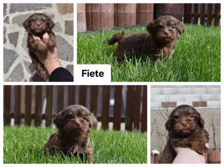 Bolonka Zwetna Welpen Hündin und Rüden – mit Ahnentafel