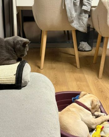 Lebensfroher Welpe Benito sucht Menschen die ihm die Welt zeigen