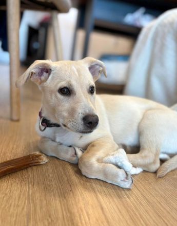 Lebensfroher Welpe Benito sucht Menschen die ihm die Welt zeigen