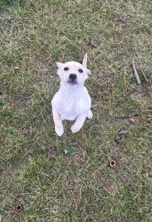 Lebensfroher Welpe Benito sucht Menschen die ihm die Welt zeigen