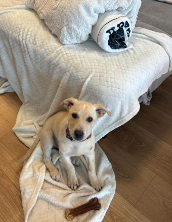 Lebensfroher Welpe Benito sucht Menschen die ihm die Welt zeigen