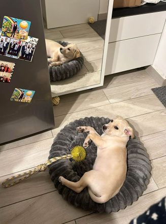 Lebensfroher Welpe Benito sucht Menschen die ihm die Welt zeigen