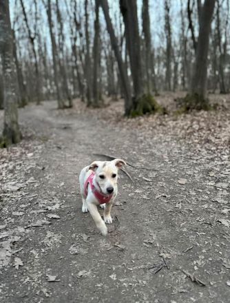 Lebensfroher Welpe Benito sucht Menschen die ihm die Welt zeigen