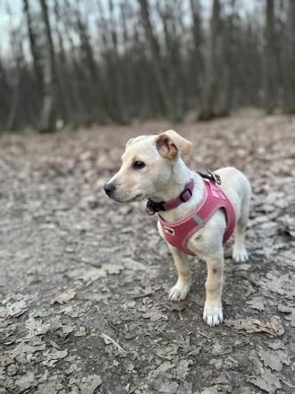 Lebensfroher Welpe Benito sucht Menschen die ihm die Welt zeigen