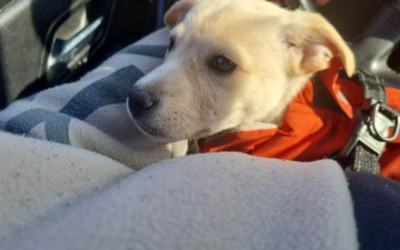 Lebensfroher Welpe Benito sucht Menschen die ihm die Welt zeigen