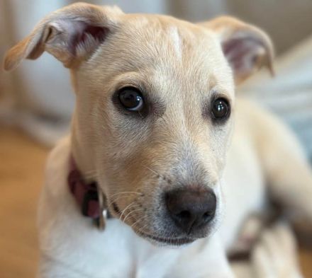 Lebensfroher Welpe Benito sucht Menschen die ihm die Welt zeigen