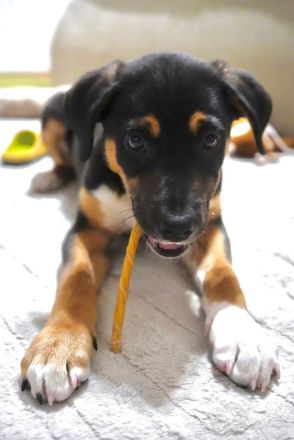 Junger Boston sucht seine Begleiter