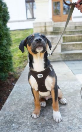 Junger Boston sucht seine Begleiter