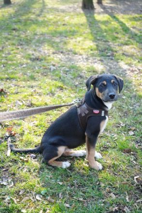 Junger Boston sucht seine Begleiter