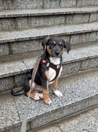 Junger Boston sucht seine Begleiter