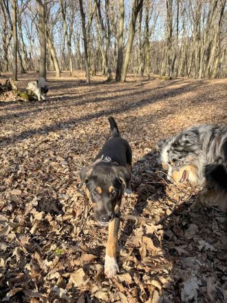 Junger Boston sucht seine Begleiter