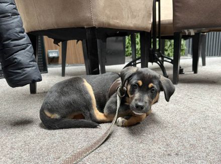 Junger Boston sucht seine Begleiter