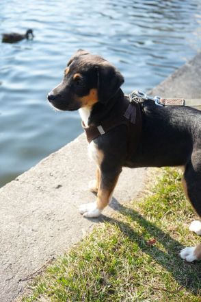 Junger Boston sucht seine Begleiter