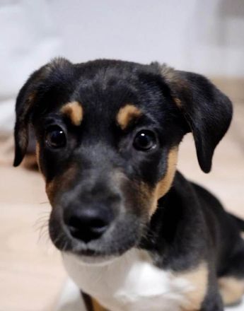 Junger Boston sucht seine Begleiter