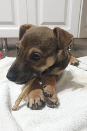 Burita sucht die Nähe zum Menschen