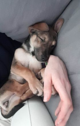 Burita sucht die Nähe zum Menschen