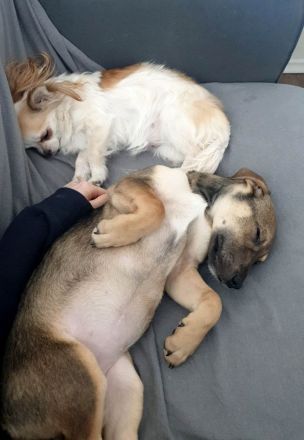 Burita sucht die Nähe zum Menschen