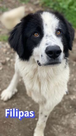 Filipas, 01/25 - Fröhliches Dreibein sucht eine Familie