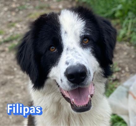 Filipas, 01/25 - Fröhliches Dreibein sucht eine Familie