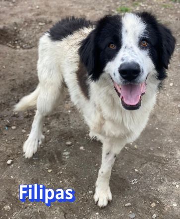 Filipas, 01/25 - Fröhliches Dreibein sucht eine Familie