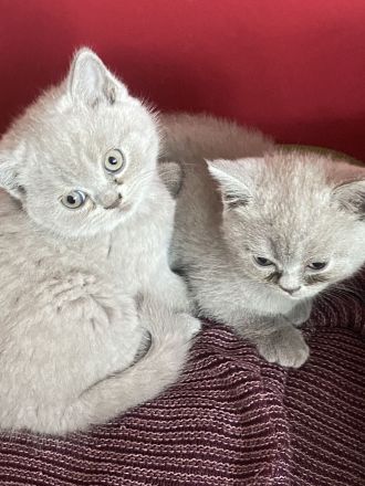 BKH Kitten reinrassig