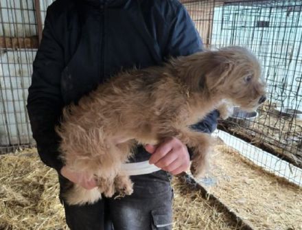 Abby, liebe, kleine zurückhaltende Hündin sucht liebevolle Menschen mit freiem Körbchen, 1J, 32 cm