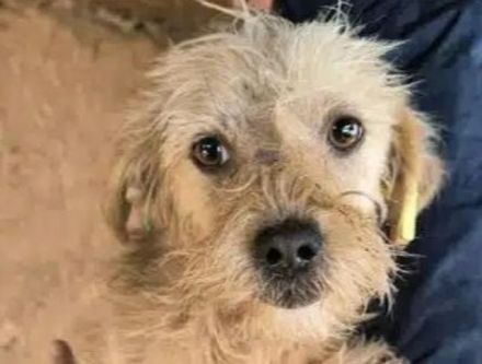 Abby, liebe, kleine zurückhaltende Hündin sucht liebevolle Menschen mit freiem Körbchen, 1J, 32 cm