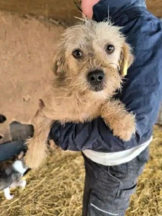 Abby, liebe, kleine zurückhaltende Hündin sucht liebevolle Menschen mit freiem Körbchen, 1J, 32 cm