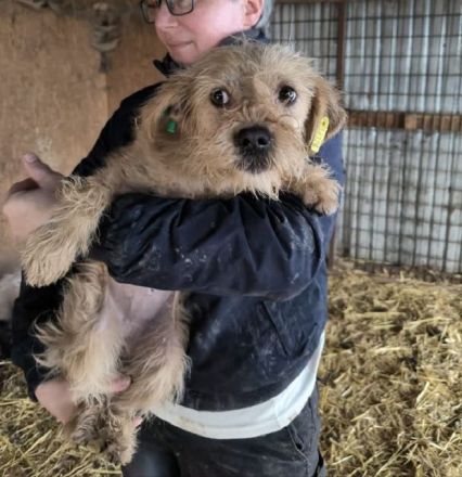 Abby, liebe, kleine zurückhaltende Hündin sucht liebevolle Menschen mit freiem Körbchen, 1J, 32 cm