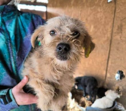 Abby, liebe, kleine zurückhaltende Hündin sucht liebevolle Menschen mit freiem Körbchen, 1J, 32 cm