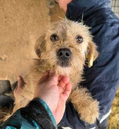 Abby, liebe, kleine zurückhaltende Hündin sucht liebevolle Menschen mit freiem Körbchen, 1J, 32 cm