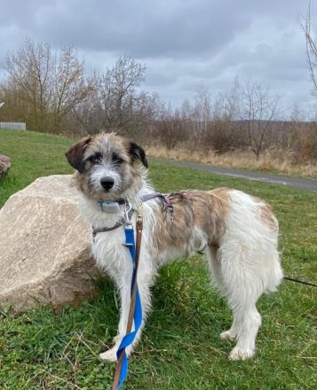 Marielu, jung, freundlich, ein kleines Juwel......sucht engagierte Menschen