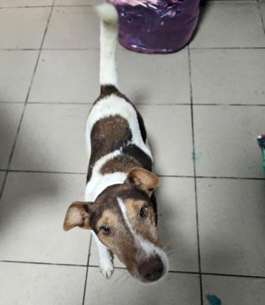 Alberto, fröhlicher, menschenbezogener Jack-Russell-Mix ist bereit für ein neues Leben, 5J, 28 cm