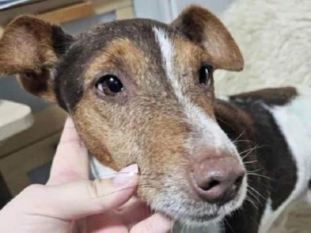 Alberto, fröhlicher, menschenbezogener Jack-Russell-Mix ist bereit für ein neues Leben, 5J, 28 cm