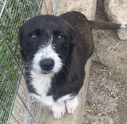 Alma, liebe, stille Hündin, die nicht mehr in der Welt verloren sein will, 3,5 J, 40 cm