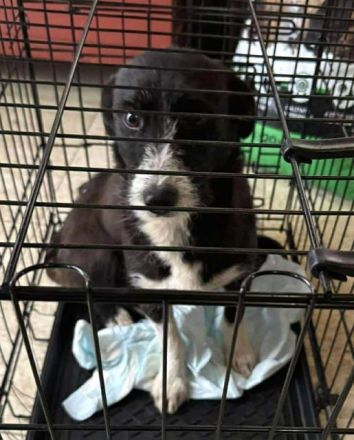 Alma, liebe, stille Hündin, die nicht mehr in der Welt verloren sein will, 3,5 J, 40 cm