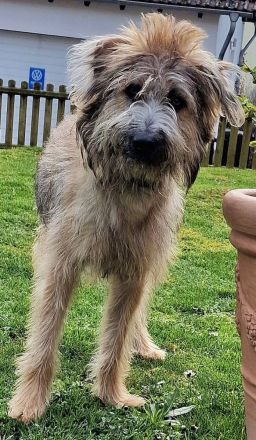 Tucker, gross, wuschelig, witzig, an erfahrene Hundemenschen abzugeben