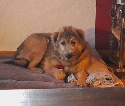 Tucker, gross, wuschelig, witzig, an erfahrene Hundemenschen abzugeben