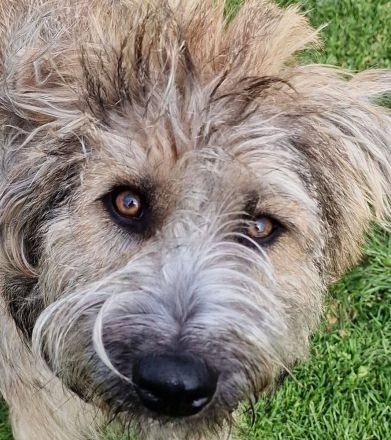 Tucker, gross, wuschelig, witzig, an erfahrene Hundemenschen abzugeben