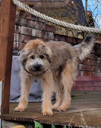 Tucker, gross, wuschelig, witzig, an erfahrene Hundemenschen abzugeben