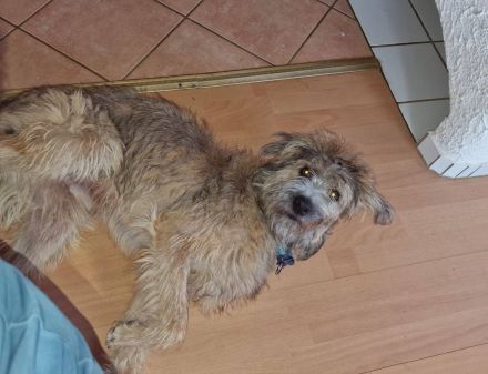 Tucker, gross, wuschelig, witzig, an erfahrene Hundemenschen abzugeben