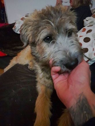 Tucker, gross, wuschelig, witzig, an erfahrene Hundemenschen abzugeben