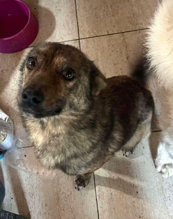 Wer möchte Alfi Liebe und regelmäßige Streicheleinheiten schenken? 2J, 35 cm