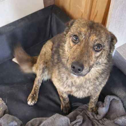 Wer möchte Alfi Liebe und regelmäßige Streicheleinheiten schenken? 2J, 35 cm