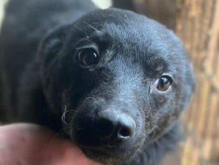 Amira, super süßes Welpenmädchen, das jeden Tag auf eine schöne Zukunft hofft, 5M, 35 cm