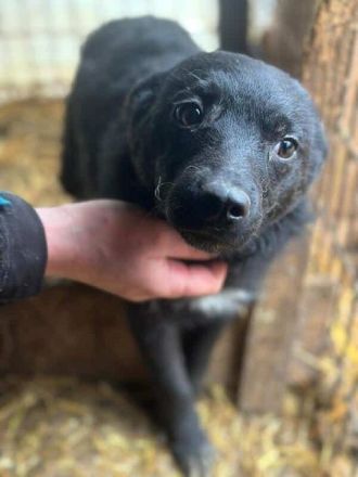 Amira, super süßes Welpenmädchen, das jeden Tag auf eine schöne Zukunft hofft, 5M, 35 cm