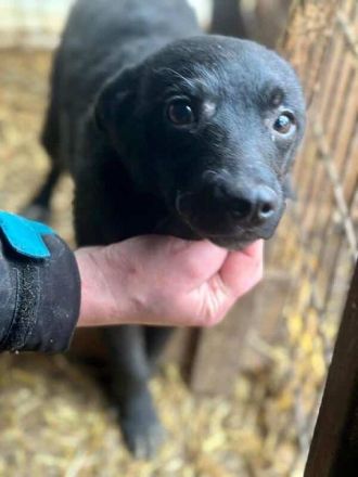 Amira, super süßes Welpenmädchen, das jeden Tag auf eine schöne Zukunft hofft, 5M, 35 cm