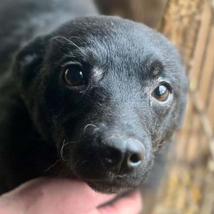 Amira, super süßes Welpenmädchen, das jeden Tag auf eine schöne Zukunft hofft, 5M, 35 cm